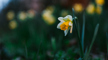 paasbloem