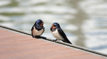 vogeltjes op een draad