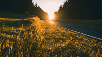 roadside grass